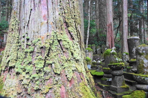 DSC00011.JPG