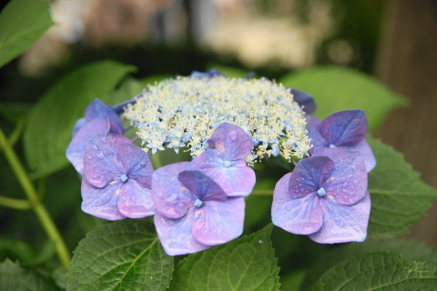 DSC00336ND.JPG