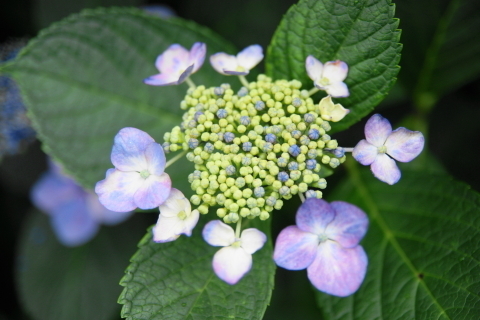 DSC00381ND.JPG