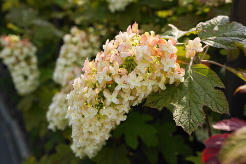 DSC00593.JPG