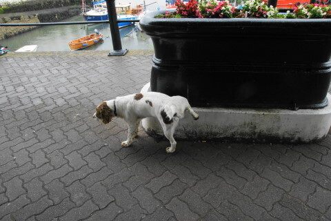 DSC00918ND.JPG