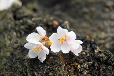 DSC01106.jpg