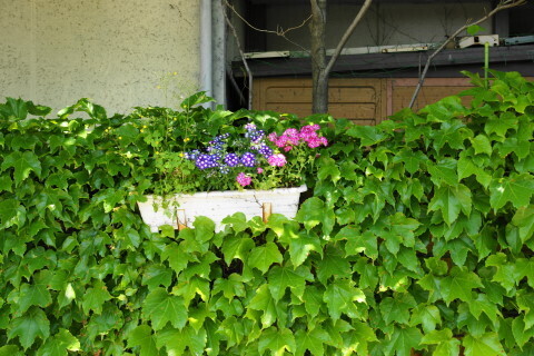 DSC01203.JPG