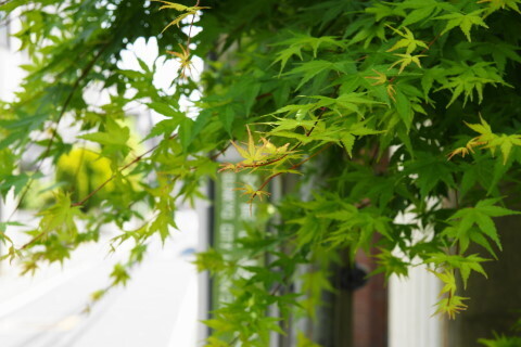 DSC01210.JPG