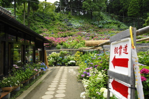 DSC01297.JPG