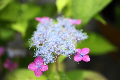 DSC01305.JPG