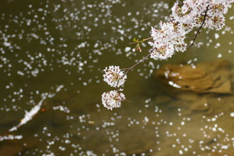 DSC01336.jpg