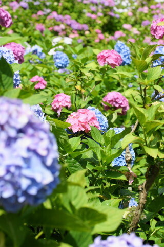 DSC01341.JPG