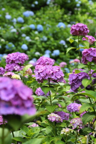 DSC01345.JPG