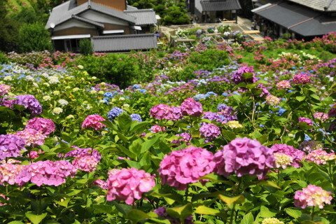 DSC01347.JPG