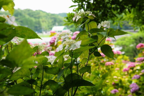 DSC01408.JPG