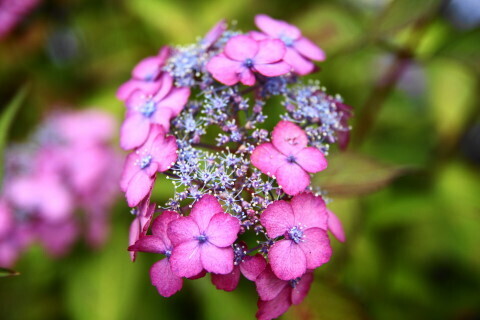 DSC01432.JPG