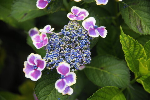 DSC01433.JPG