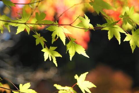 DSC03584ND.JPG