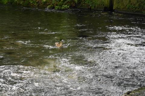 DSC03896.JPG