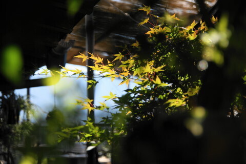DSC04118ND.JPG