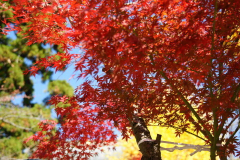 DSC04583NC.JPG