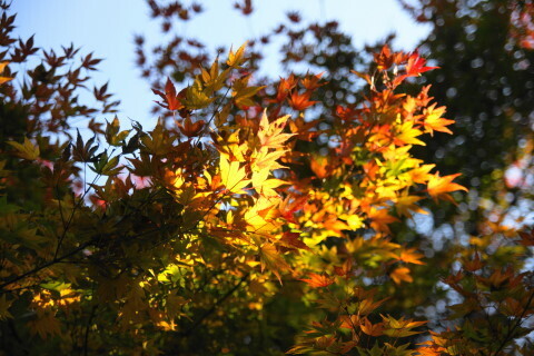 DSC04627NC.JPG