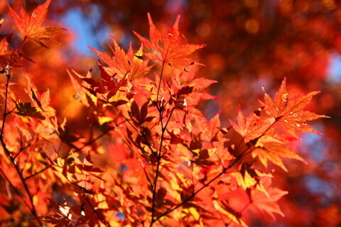 DSC04676NC.JPG