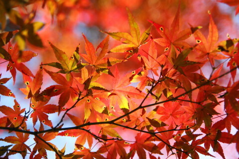 DSC04686NC.JPG