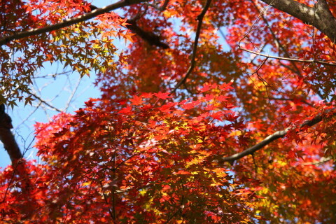 DSC04690NC.JPG