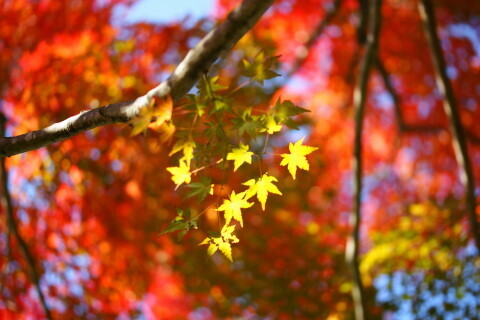 DSC04709NC.JPG