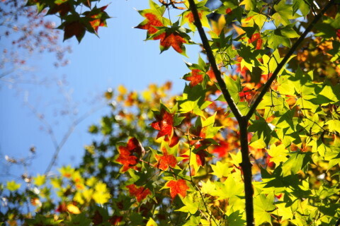 DSC04718NC.JPG