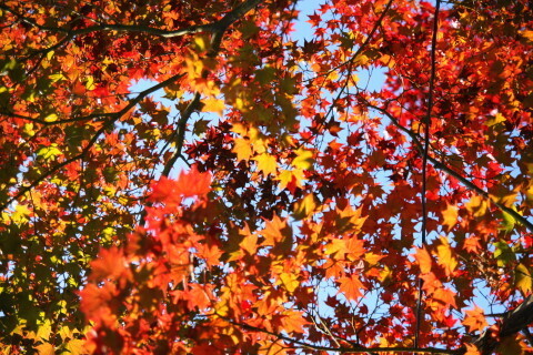 DSC04719NC.JPG
