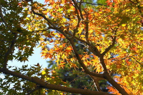 DSC04775.JPG