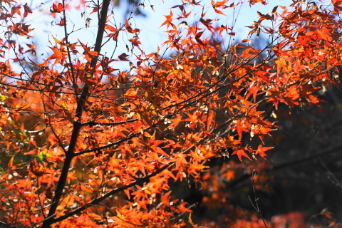 DSC04778.JPG