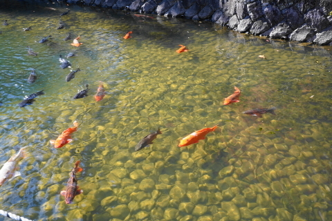 DSC04785.JPG