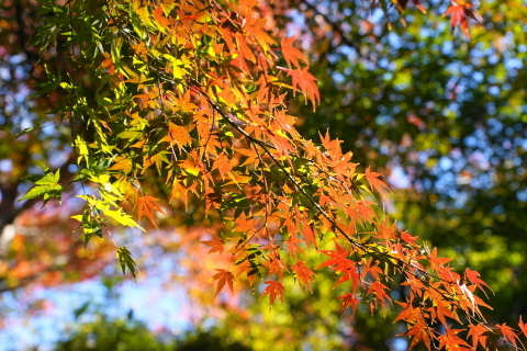 DSC04795.JPG