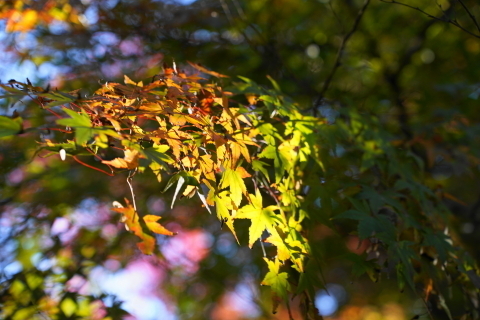 DSC04810.JPG