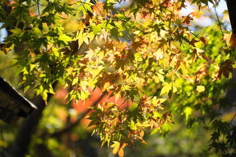 DSC04846.JPG