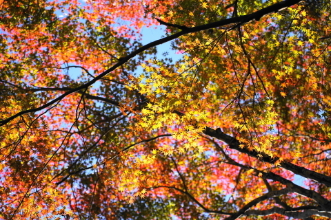 DSC04855.JPG