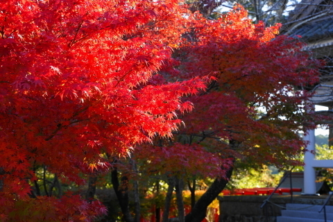 DSC04897.JPG
