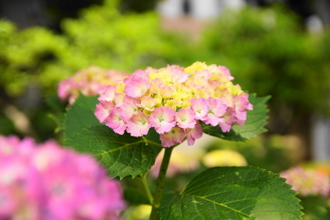 DSC04904.JPG