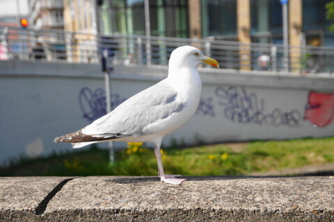 DSC07037.JPG