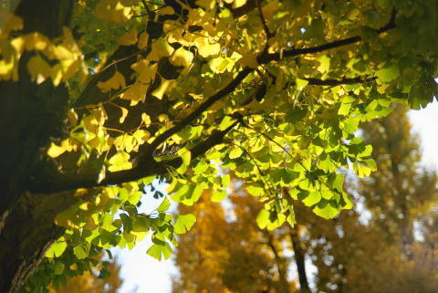 DSC07231.jpg