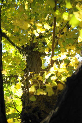 DSC07234.jpg