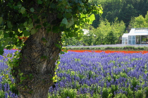 DSC07331ND.JPG