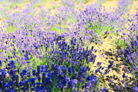 DSC07344ND.JPG
