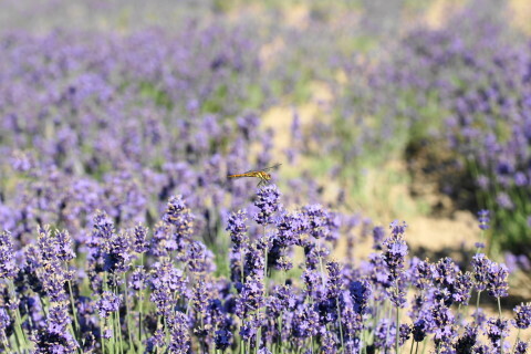 DSC07354ND.JPG