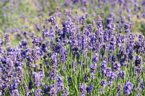 DSC07357ND.JPG