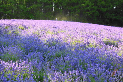DSC07371ND.JPG