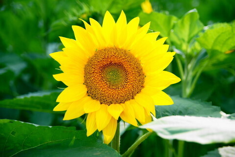 DSC07387ND.JPG