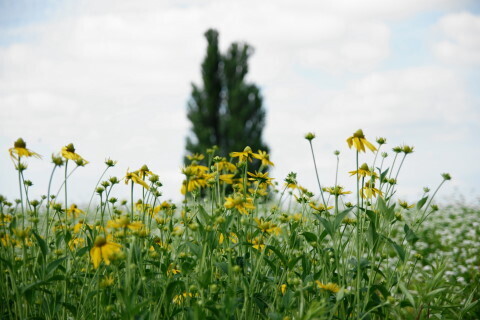 DSC07613ND.JPG