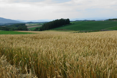 DSC07653ND.JPG