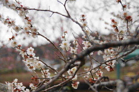 DSC07692.JPG