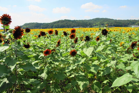 DSC08201ND.JPG